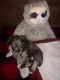 Schnauzer Puppies for sale in Durant, OK, USA. price: $1,000