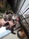 Schnauzer Puppies for sale in Guyton, GA 31312, USA. price: NA