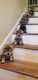 Schnauzer Puppies for sale in Moreno Valley, CA, USA. price: NA
