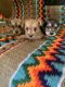 Schnauzer Puppies for sale in Benson, NC 27504, USA. price: NA
