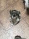 Schnauzer Puppies for sale in Big Spring, TX 79720, USA. price: NA