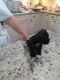 Schnauzer Puppies for sale in Durant, OK, USA. price: NA