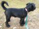 Schnauzer Puppies for sale in Dayville, CT 06241, USA. price: $1,800