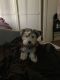 Schnauzer Puppies for sale in Lakewood, CA, USA. price: $1,000