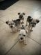 Schnauzer Puppies for sale in Delhi, CA 95315, USA. price: $1,100