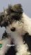 Schnauzer Puppies for sale in Land O' Lakes, FL, USA. price: NA
