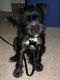 Schnauzer Puppies for sale in New York, NY, USA. price: NA