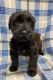 Schnauzer Puppies for sale in W Chippewa St, Buffalo, NY, USA. price: NA