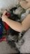 Schnauzer Puppies for sale in Jacksonville, NC, USA. price: $1,900