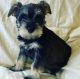 Schnauzer Puppies for sale in Long Island Ave, Deer Park, NY, USA. price: $1,800