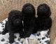 Schnauzer Puppies for sale in S Carolina St, Avon Park, FL 33825, USA. price: NA
