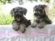 Schnauzer Puppies for sale in SC-544, Myrtle Beach, SC, USA. price: $260