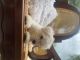 Schnauzer Puppies for sale in Brockton, MA, USA. price: $1,200