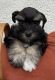 Schnauzer Puppies for sale in Grayson, KY 41143, USA. price: $1,500