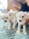 Schnauzer Puppies for sale in Miami, FL, USA. price: $2,500