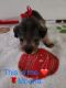 Schnauzer Puppies for sale in 13311 SW 88th Terrace, Miami, FL 33186, USA. price: NA