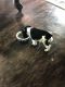 Schnauzer Puppies for sale in Sand Springs, OK, USA. price: $200
