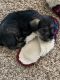 Schnauzer Puppies for sale in Preston, ID 83263, USA. price: $1,200