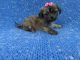 Schnauzer Puppies for sale in Hacienda Heights, CA, USA. price: $699