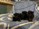 Schnauzer Puppies for sale in Jakin, GA 39861, USA. price: $1,800