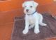 Schnauzer Puppies for sale in Hialeah, FL, USA. price: $1,000