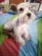 Schnauzer Puppies for sale in Mounds, OK 74047, USA. price: $100,000