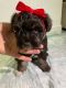 Schnauzer Puppies for sale in 13679 SW 62nd St, Miami, FL 33183, USA. price: $1,500