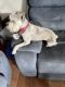 Schnauzer Puppies for sale in Kissimmee, FL 34758, USA. price: NA