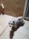 Schnauzer Puppies for sale in Moreno Valley, CA, USA. price: $85,000