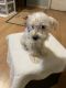 Schnauzer Puppies for sale in Vado, NM 88072, USA. price: $600