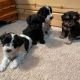 Schnauzer Puppies for sale in San Francisco, CA, USA. price: $600