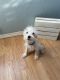 Schnauzer Puppies for sale in Vado, NM 88072, USA. price: $400