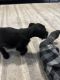 Schnauzer Puppies for sale in Lawrenceville, GA, USA. price: $800