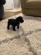 Schnauzer Puppies for sale in White Deer, TX 79097, USA. price: NA