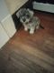 Schnauzer Puppies for sale in Akron, OH, USA. price: $2,000