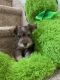Schnauzer Puppies for sale in Sewell, NJ 08080, USA. price: NA