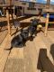 Schnauzer Puppies for sale in Duncan, SC 29334, USA. price: $100