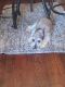 Schnauzer Puppies for sale in Augusta, GA, USA. price: $6,000