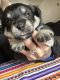 Schnauzer Puppies for sale in Clarksville, IN, USA. price: NA