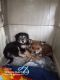 Schnauzer Puppies for sale in Moses Lake, WA 98837, USA. price: NA