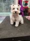 Schnauzer Puppies for sale in Aiken, SC 29803, USA. price: $950