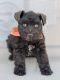 Schnauzer Puppies for sale in Tampa, FL, USA. price: $3,000