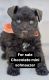 Schnauzer Puppies for sale in Riverview, FL, USA. price: $2,500