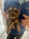 Schnauzer Puppies for sale in West Plains, MO 65775, USA. price: $800