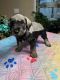 Schnauzer Puppies for sale in St Cloud, FL, USA. price: NA