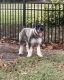 Schnauzer Puppies for sale in St Cloud, FL, USA. price: $1,500