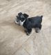 Schnauzer Puppies for sale in Coeur d'Alene, ID, USA. price: NA