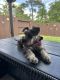 Schnauzer Puppies for sale in Conroe, TX 77304, USA. price: $750