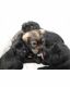 Schnauzer Puppies for sale in Meridian, ID, USA. price: $250