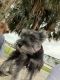 Schnauzer Puppies for sale in Palm City, FL, USA. price: $900